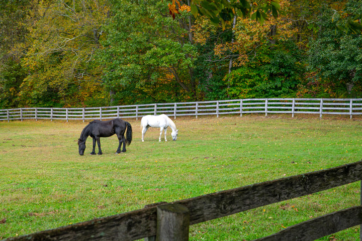 Empire Stables of Putnam Valley